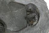 Cyphaspis Walteri With Gerastos Trilobite - Mrakib, Morocco #315944-2
